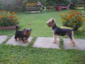 ����������� ������