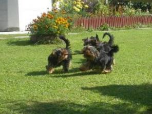 ����������� ������