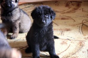 Продаются щенки немецкой овчарки(2 месяца)