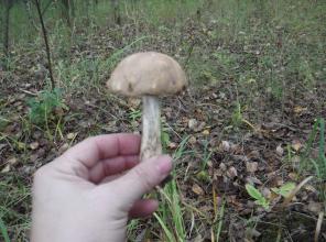 ������ ��� ��.16,5+16,5 ���. � �. �������� ���