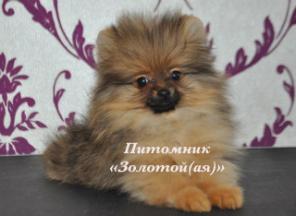 ����� ������������ ����� (�����������, ����������, ���������)