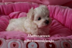 ������ ����� ��������, ����������� ������� ���� � ��������