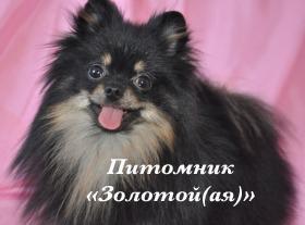 �����-�������� ����� ������������ ����� (���������)