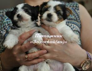 ����� ����, �����, ������  ����� ������