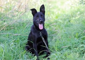 Великолепная Клепочка ищет дом