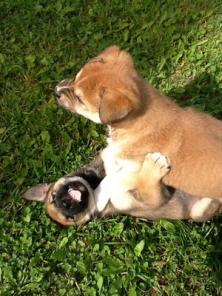 ������ �������� � �����