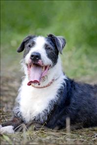 В дар активным и энергичным людям отличный пес Дик