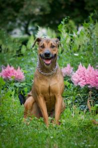 В дар метис риджбека Лисса