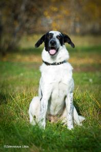 В дар белый Тема черные уши