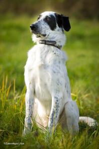 В дар белый Тема черные уши