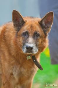 Благодарный и благородный Барон будет рад оказаться полезным тому, кто позаботится о нем!