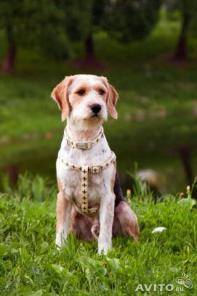 Тимка 1,5 года в дар активным людям!