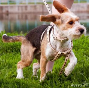 Тимка 1,5 года в дар активным людям!