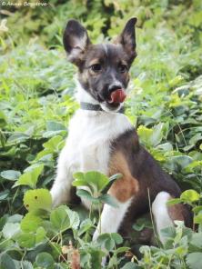 Щенок в добрые руки.