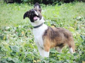 Щенок в добрые руки.