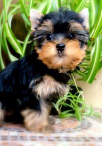 ����������� ������, �������