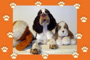 ����� ����������� �������� ��������