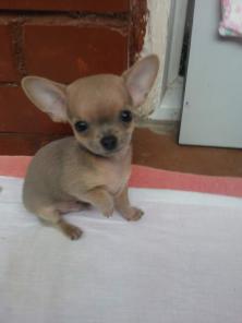 Продам чихуахуа. Мини чих.