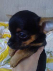 Продам чихуахуа. Мини чих.