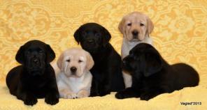 ����� ���������