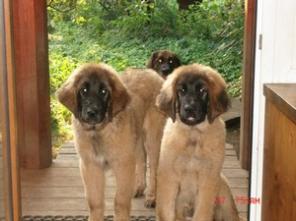 ����� �����������