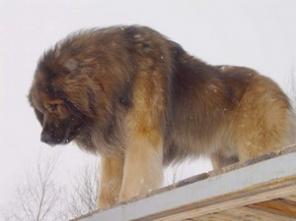 ����� �����������