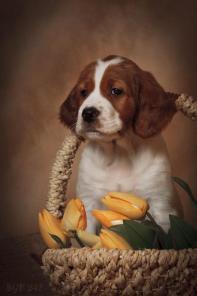 ����� ����������� �������