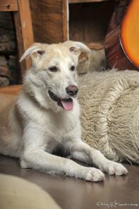 Добрая,ласковая собачка Аля ищет дом.