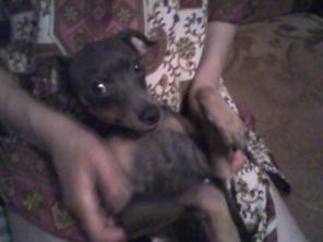 Пропала собака