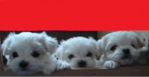 ����� ��������