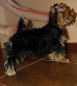 Питомник предлагает щенка йоркширского терьера. Девочка 4 месяца.