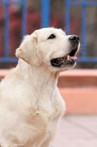 Щенки золотистого (голден) ретривера.