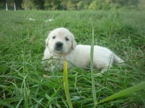 Щенки золотистого (голден) ретривера.