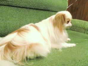 Японский Хин бело - рыжего окраса