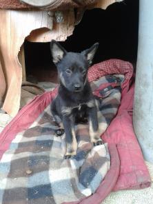 Щенок в добрые руки