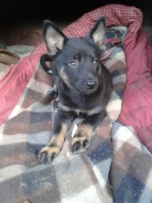 Щенок в добрые руки