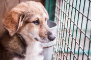 Очаровательный щенок в дар