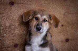 Очаровательный щенок в дар