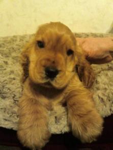 Английский кокер спаниель