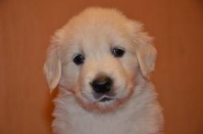 Щенки золотистого (голден) ретривера.