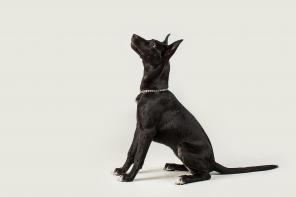 Ласковая Джесси ищет Дом