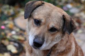 ����������� ������ ���� ���