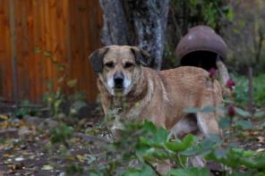 ����������� ������ ���� ���