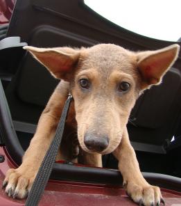 Малыш Тэд ищет Дом