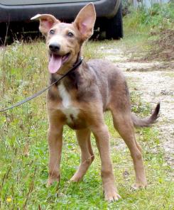 Малыш Тэд ищет Дом