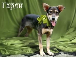 Малышка Гарди ищет ДОМ!