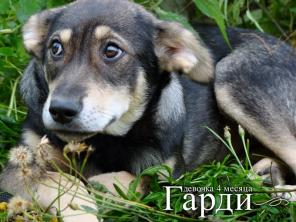 Малышка Гарди ищет ДОМ!