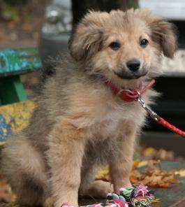 Роскошный пушистый щенок-девочка в дар