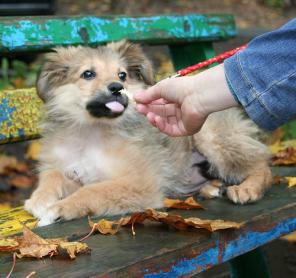 Роскошный пушистый щенок-девочка в дар