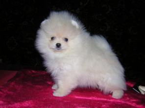 Продажа в питомнике миниатюрных померанских шпицев